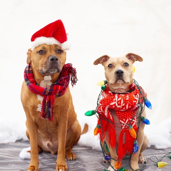 Meet your Posher, Sierra - Picture 10 of 12